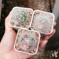 ราคา แมมขนแกะ แมมขนแกะลูกผสม ( Mammillaria bocasana cv. multilanata ) (9383448140)