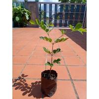 ราคา แก้วเจ้าจอม 6ใบ เพาะเมล็ด (19101885338)