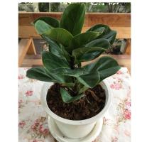 ราคา ไทรใบสักแคระพร้อมกระถาง8" (3836569327)