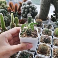 ราคา Dorstenia foetida มะพร้าวทะเลทราย (3247531)