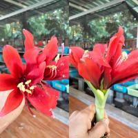 ราคา ว่านสี่ทิศ สี่ทิศคาริน่า ขนาดเล็ก(12-15cm) ว่านสี่ทิศคาริน่า สี่ทิศสีแดง (17597258943)