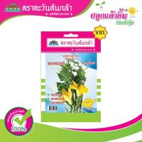 ราคา เมล็ดฟักทอง ยอดสวรรค์ ตราตะวันต้นกล้า (18820059611)