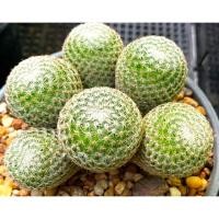 ราคา แมมนกฮูกฟอร์มกอ ไซด์ใหญ่ (5123378855)