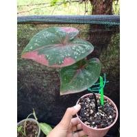 ราคา บอนสีนางไหม บอนโบราณ (14948983546)