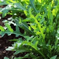 ราคา เมล็ดร็อคเก็ต ร็อคเก็ต 100 เมล็ด (29509851846)