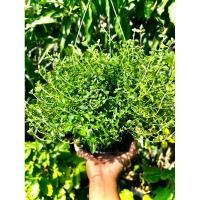ราคา เลมอนไทม์ Lemon Thyme or Citrus Thyme ใบไทม์ที่มีกลิ่นคล้ายเลมอนหรือพืชตระกูลซิตรัส ผสมไทม์ หรือมีกลิ่นคล้ายตะไคร้อ่อนๆ (26020316604)