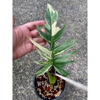 ราคา philodendron tortum ฟิโล ฟิโลเดนดรอน ทอทั่ม ฟิโลตอตั่ม (9526273648)