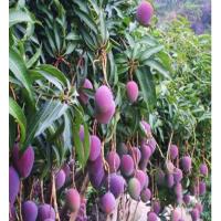 ราคา ต้นมะม่วงน้ำดอกไม้สีม่วง/เสียบยอด/ลำต้นแข็งแรงพร้อมปลูกความสูง40-50เซน (4045401066)