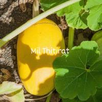 ราคา เมล็ดฟักทองสปาเก็ตตี้ (Squash Spaghetti) (23388963379)