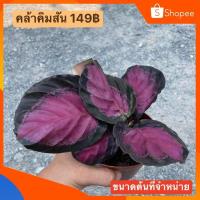 ราคา (ใส่โค้ด INCSL33 ลดเพิ่ม 50%) ต้น คล้าคิมสัน (สีม่วง) (17716334073)