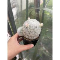 ราคา แมมขนนกขาว มีหน่อ 1 หน่อ (13520755246)