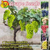 ราคา ปลูกง่าย โตไว 100 เมล็ด เมล็ดพันธุ์ องุ่น บอนสี อร่อยมาก Sweet Grape Seeds Fruit Seeds ต้นองุ่น พันธุ์ เมล็ดผลไม้ Plants (25942948218)