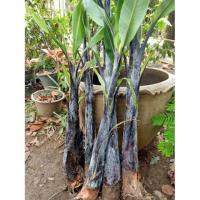 ราคา กล้วยตานีดำหรือกล้วยดำอินโด (7314859635)