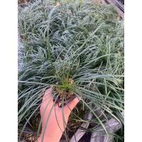 ราคา หนวดปลาดุกยาว ต้นหนวดปลาดุกยาว ขั้นต่ำ 10 ต้น(อ่านรายละเอียดข้างล่างก่อนซื้อ) (4974505836)