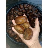 ราคา เมล็ดทุเรียนป่า เมล็ดใหม่ของปีนี้ สำหรับสายเพาะที่ใช้น้อยเมล็ดละ10บาท (44255304147)