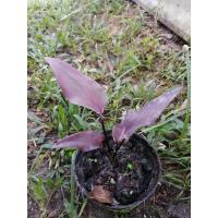 ราคา บอนสีลูกไม้ใบหอกดำcaladium (11851136500)