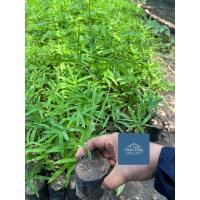ราคา ต้นไผ่ซางหม่น เพาะเมล็ด สายพันธุ์แท้ เสียหายเคลมฟรี (26618060546)