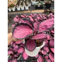 ราคา คล้าคิมสันม่วงสวยๆ (12616012659)