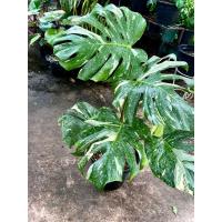 ราคา Monstera Thai Constellation มอนสเตอร่า ไทคอน ไม้ด่าง ไม้ประดับ ไม้ฟอกอากาศ (42255885112)