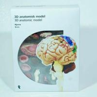 ราคา โมเดล สมอง, หู , และร่างกายมนุษย์ 3 มิติ สำหรับการเรียนรู้ Brain anatomy 3D (4164442668)