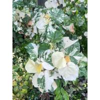 ราคา ต้นโพธิ์เจ็ดสี โพธิ์ด่าง ต้นโพธิ์ 7 สี ต้นไม้มงคล ส่งไวจาดกรุงเทพ (44413098640)