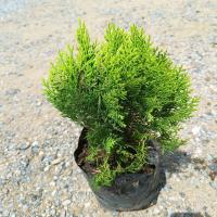 ราคา สนแผงถุง6×12 พร้อมปลูก (40105570512)