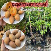 ราคา ต้นละมุดกระสวยมาเลย์ กิ่งทาบ สูง 70-80ซม. (4554976744)