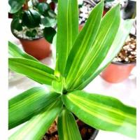 ราคา วาสนาแคระ ด่าง ต้นซองออฟอินเดีย ต้นวาสนา ไม้ฟอกอากาศ ไม้มงคล ใบสวยเลี้ยงง่าย ทนทั้งร่มและแดด (15746801567)