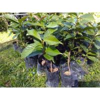 ราคา ต้นชมพู่มะเหมี่ยวเพาะเมล็ด (4869839375)