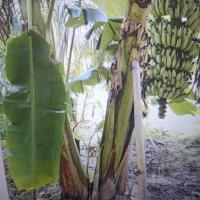 ราคา หน่อกล้วยน้ำว้า ปลูกง่ายโตเร็ว ลูกดก ต้นไม่สูง ขายเป็นหน่อ ขายแบบตัดยอด (27917162901)