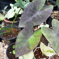 ราคา แบล็คเมจิกกลาย Colocasia​ Black​ ​magic กระถาง 3 นิ้ว แบล็คเมจิกด่าง (10885099460)