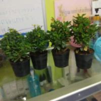 ราคา ต้นโป๊ยเซียนแคระ ดอกสีชมพูและดอกสีเหลือง (5136732672)