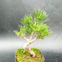ราคา Japan Sanhe Black Pine Bonsai กระถางสนสีดำขนาดเล็กภาพร่างรูปสนสีดำขนาดเล็กกระถางต้นไม้สีเขียว (29622887367)
