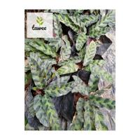 ราคา ต้น​กาเหว่า​ลายแดง​ ต้นคล้าม้าลายแคระ ไม้มงคล เสริมมงคล ค้าขายร่ำรวย (6767592376)