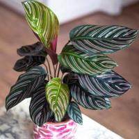 ราคา ต้นคล้าขุนแผน Calathea Ornata (6796896624)