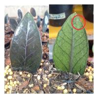 ราคา กวักมรกตดำด่าง ชมพู (ติดด่างมาเล็กน้อยค่ะ) (15961511556)