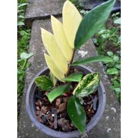 ราคา ต้นกวักมรกตเชื้อด่าง (11648059296)