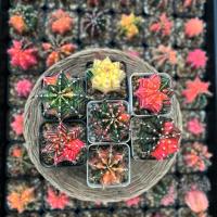 ราคา สุ่มยิมโน 7-12 ต้น ยิมโนด่าง แคคตัส ยิมโนหัวสี กระบองเพชร แอสโตร ขนนก cactus ราคาถูกส่งแบบถอดกระถาง (25576377189)