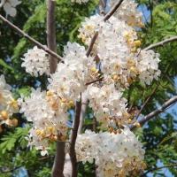 ราคา 15 เมล็ด ดอกคูณ คอกคูน ราชพฤกษ์ ดอกสีขาว (41373693237)