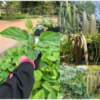 ราคา ต้นเพกาหรือลิ้นฟ้า (พันธุ์เตี้ย) 1ชุด4ต้น (24925835576)