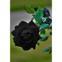 ราคา เมล็ดกุหลาบสีดำ สัญลักษณ์แห่งความรักอมตะ (319272832)