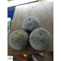 ราคา ฟักหอมฟักกลมฟักแฟงกิโลกรัมละ 50 บาท (41722452411)