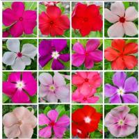 ราคา เมล็ดแพงพวย คละสี 200 เมล็ด แพงพวย เมล็ดดอกไม้ ดอกแพงพวย (8912144145)