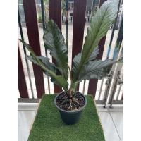 ราคา ต้นโชคเก้าชั้นดำ โชคเก้าชั้น ดำ ไม้พารวย (12541199905)