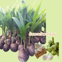 ราคา ต้นมะพร้าวน้ำหอม มีลักษณะเด่นคือ ลำต้นเตี้ย ผลมีขนาดเล็ก น้ำมีกลิ่นหอมคล้ายใบเตย และน้ำมะพร้าวอ่อนมีความหวาน. (29950130682)