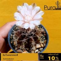 ราคา ต้นกระบองเพชร ยิมโน ดอกคละสี ไม้เพาะเมล็ด #แคสตัส #ยิมโนด่าง #cactus #Gymnocalycium (5831837519)