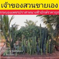 ราคา กระบองเพชรปราสาทนางฟ้ายักษ์คุณภาพราคาถูก ขนาด 80-99ซม.แถมทุกออร์เดอร์ (6978362154)