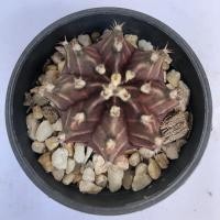 ราคา ยิมโน ไทเกอร์ ม่วงด่าง แยิมโน ไทเกอร์ด่าง ไม้เมล็ด (Gymnocalycium)ลายเสน่ห์ ลุ้นอนาคต (11101340587)