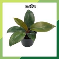 ราคา ต้นรวยโชค ฟิโลเดนดรอนก้านแดง กระถาง 3 นิ้ว (พร้อมส่ง!) ต้นไม้มงคล ปลูกประดับบ้าน คอนโด เรดคองโก ต้นเศรษฐีรวยทรัพย์ (14546678626)