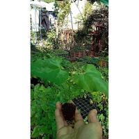 ราคา ต้นกล้า ถั่วครก หรือ ถั่วขอ หัวครก ถั่วมะขาม Velvet Bean ต้นละ 15บาท พร้อมปลูก (24989963900)